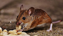 24 Hour & Emergency Exterminators in Marsland, NE